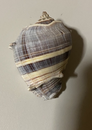 Pacific Crown Conch