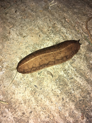 Tropical Leatherleaf Slug