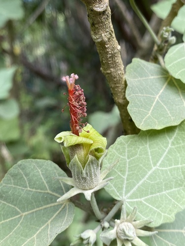 Kauai hau kuahiwi (Hibiscadelphus distans)