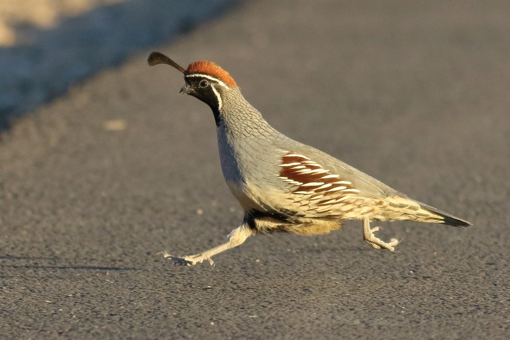 New World Quails (Family Odontophoridae) · iNaturalist