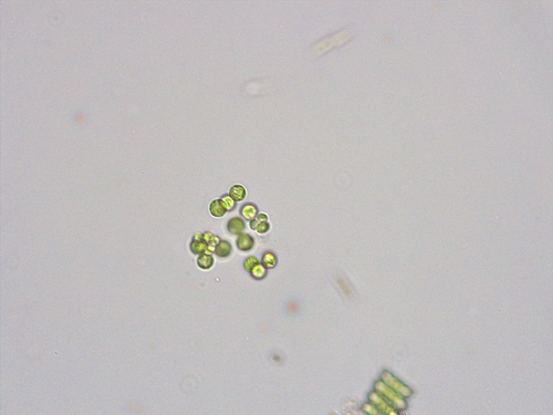 Planktosphaeria gelatinosa