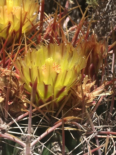 San Diego Barrel Cactus