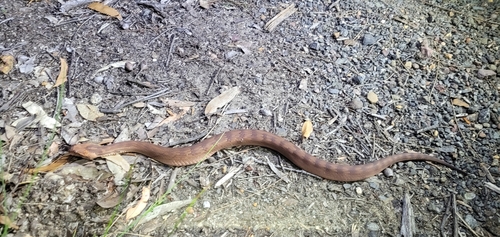 Southern Death Adder sighting