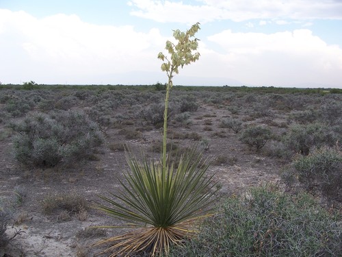 Coahuila yucca (Yucca coahuilensis)