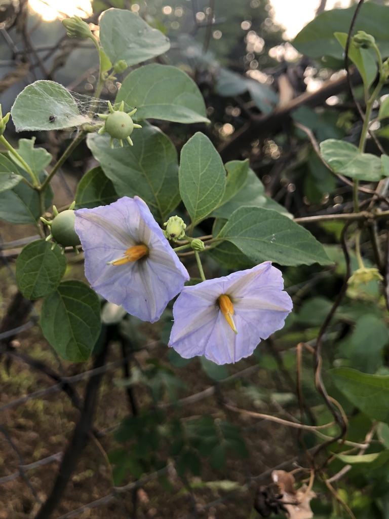 Lycianthes lenta