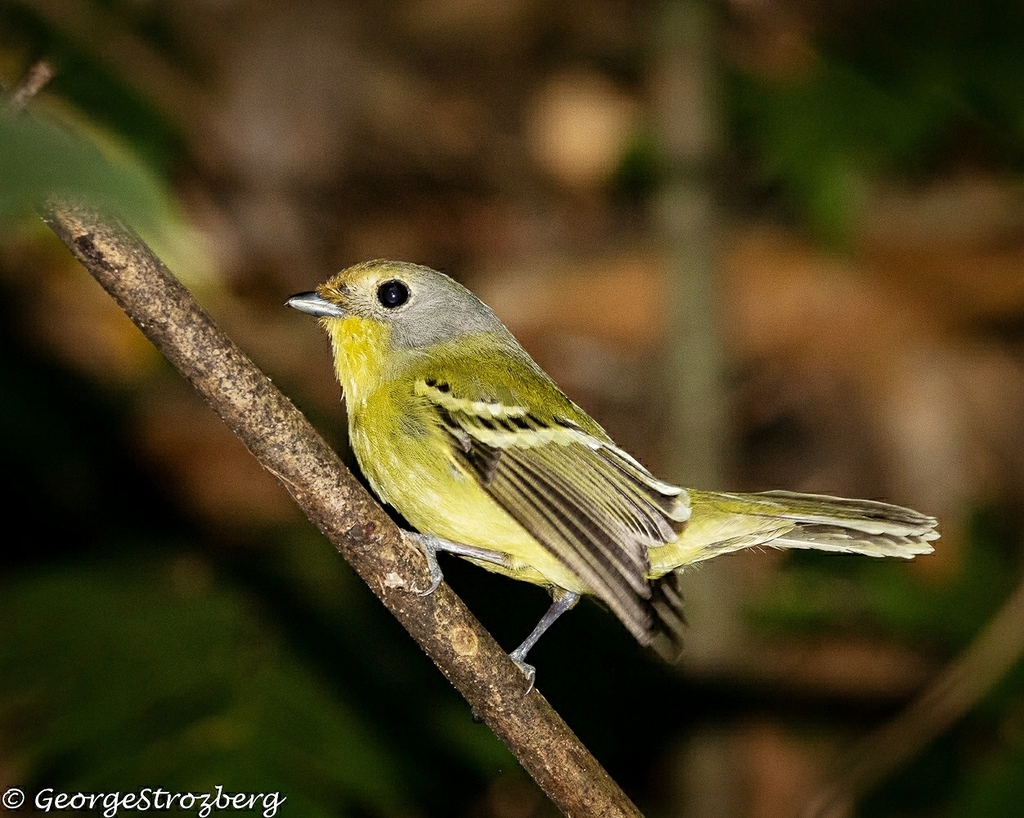 Wing-barred Piprites (Piprites chloris)