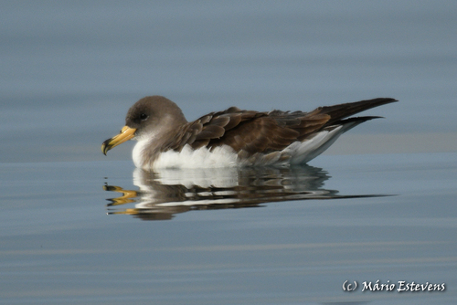 Cory's Shearwater