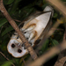 Tyto alba furcata - Photo (c) Jeffrey Offermann, כל הזכויות שמורות, uploaded by Jeffrey Offermann