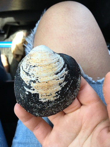 Ocean Quahog