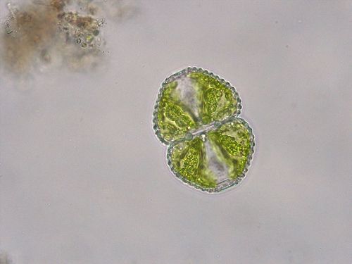 Cosmarium tetraophthalmum
