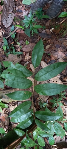 Xylopia bocatorena image