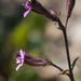 Silene fuscata - Photo (c) Tig, all rights reserved, uploaded by Tig