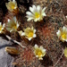 Mammillaria carretii - Photo (c) Lex García, כל הזכויות שמורות, הועלה על ידי Lex García
