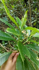 Solanum ovalifolium image