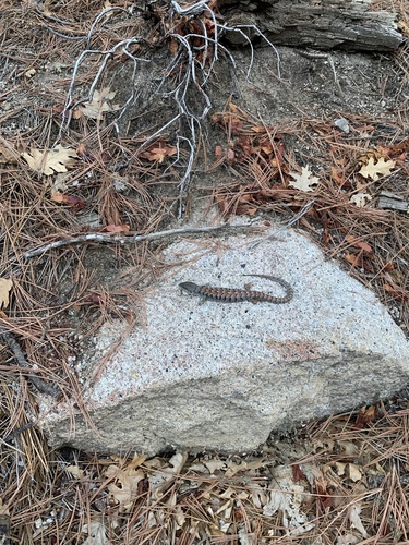 iNaturalist observation photo of Southern Alligator Lizard