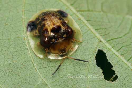 Thlaspida biramosa (Boheman, 1855)