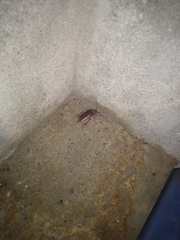 Periplaneta americana image