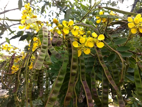 Kassod Tree