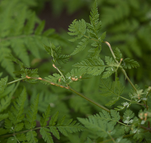 Puccinia chaerophylli