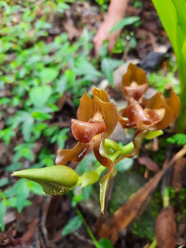 Galeottia acuminata