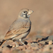 Thick-billed Lark - Photo (c) Carlos N. G. Bocos, all rights reserved, uploaded by Carlos N. G. Bocos