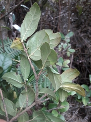 Viburnum lasiophyllum image