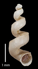 Heleobia mira