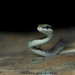 過樹蛇屬 - Photo 由 Pasindu Dilshan Abegunawaradhana🤠 所上傳的 (c) Pasindu Dilshan Abegunawaradhana🤠，保留所有權利