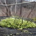 Cladonia ochrochlora - Photo (c) Pete Woods, todos los derechos reservados, subido por Pete Woods