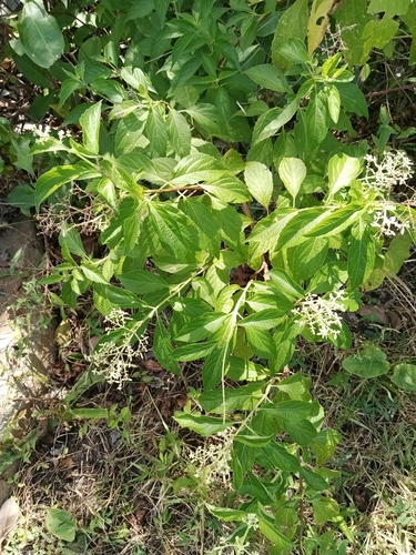 butterberry