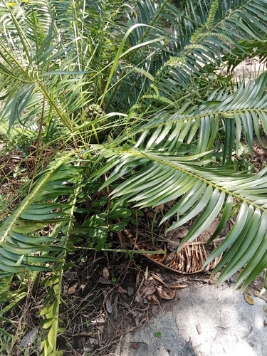 Encephalartos barteri barteri