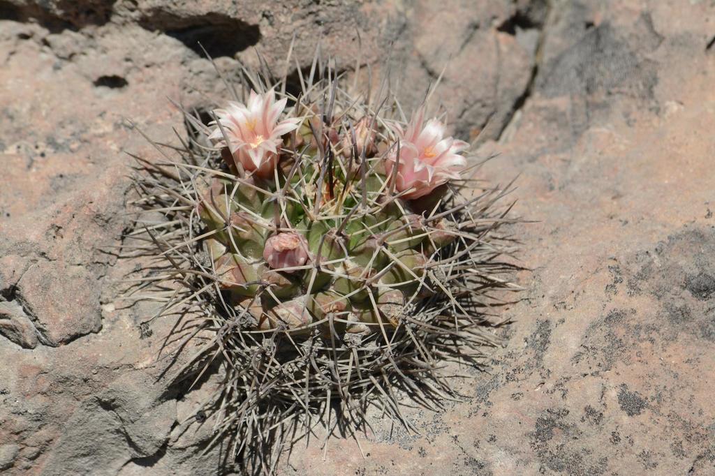 Subspecies Mammillaria heyderi meiacantha  iNaturalist