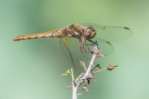 Cardinal Meadowhawk