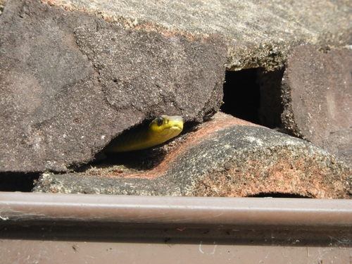 Common Tree Snake sighting