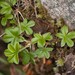 Alchemilla saxatilis - Photo (c) Tig, all rights reserved, uploaded by Tig