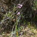 Coastal Renosterveld Hybrid Watsonia - Photo (c) Chris Whitehouse, all rights reserved, uploaded by Chris Whitehouse