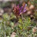 Astragalus monspessulanus monspessulanus - Photo (c) Tig, all rights reserved, uploaded by Tig