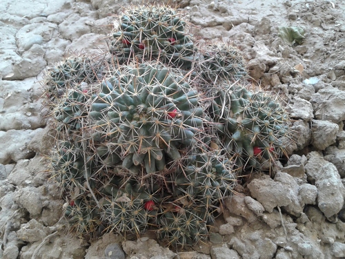 Cochemiea mainiae · iNaturalist