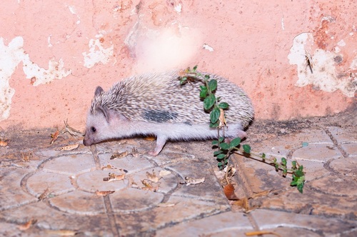 Four-toed Hedgehog