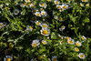 Southern Chamomile - Photo (c) Konstantinos Kalaentzis, all rights reserved, uploaded by Konstantinos Kalaentzis