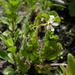 Pelargonium elongatum - Photo (c) Chris Whitehouse, todos os direitos reservados, uploaded by Chris Whitehouse