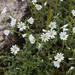 Field Chickweed - Photo (c) Tig, all rights reserved, uploaded by Tig