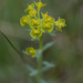 Steppe Spurge - Photo (c) Tig, all rights reserved, uploaded by Tig