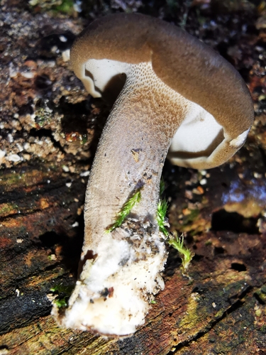 Žieminė Skylėtbudė nuotrauka