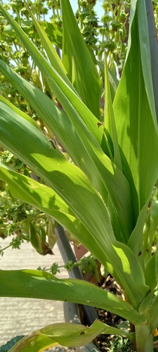 photo of Bees (Anthophila)