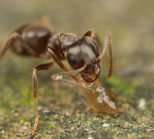 中国毛蚁Lasius chinensis