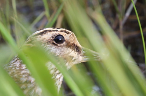 Jack Snipe