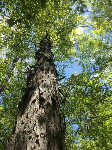 Carolina shagbark hickory