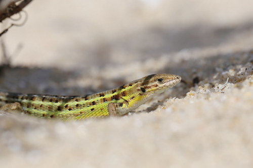 Western Psammodromus