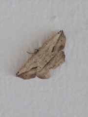 Image of Patalene olyzonaria